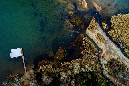 Deniz su altı refleks biyoloji Fotoğraf