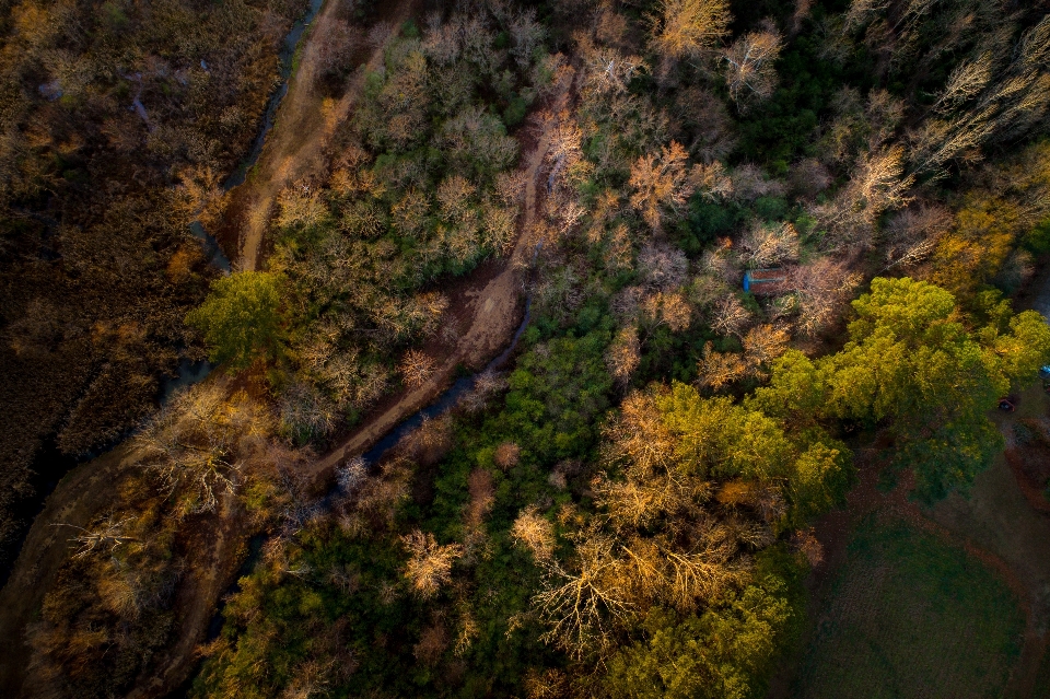 Landschaft baum natur wald