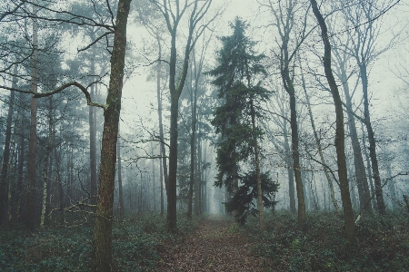 Foto Albero natura foresta selvaggia
