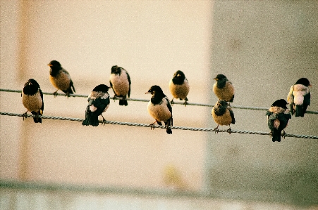 Foto Burung kutilang
 bertengger burung
