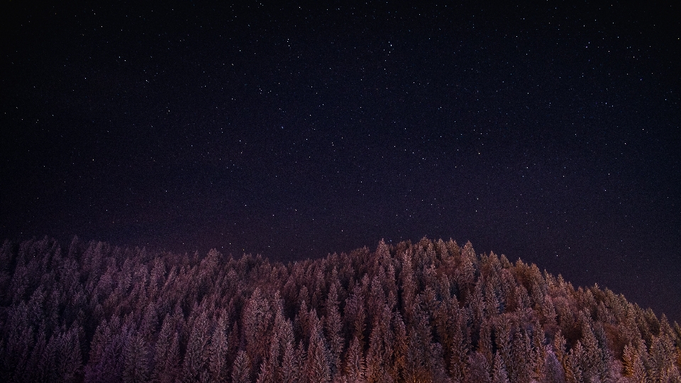 Baum wald himmel nacht