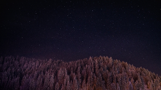 Tree forest sky night Photo