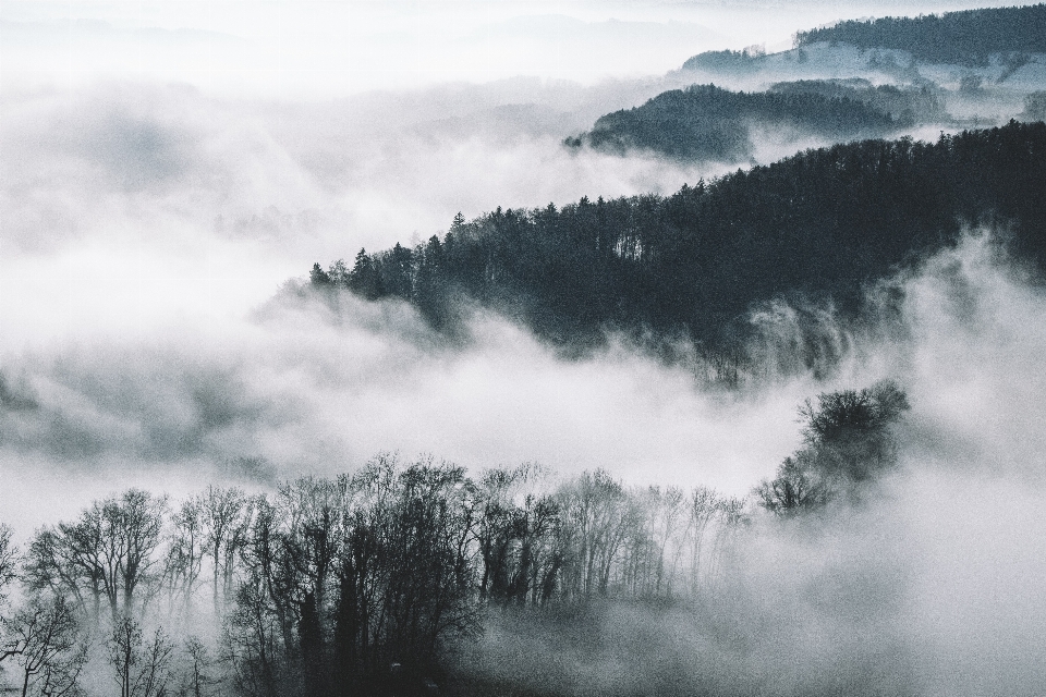 树 自然 森林 山