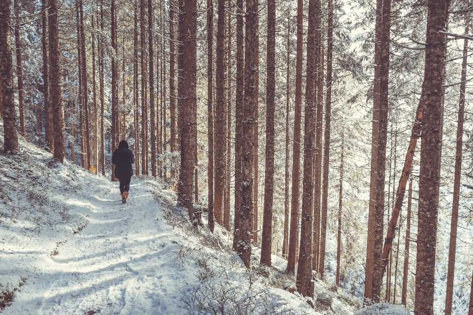 árbol bosque caminando nieve