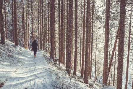 Foto Pohon hutan sedang berjalan salju