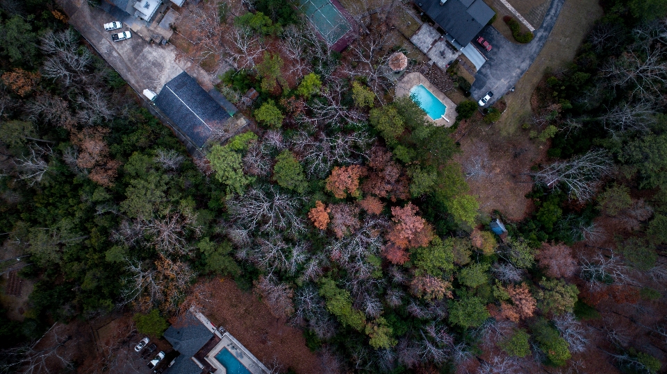 árvore floresta telhado
 terreno