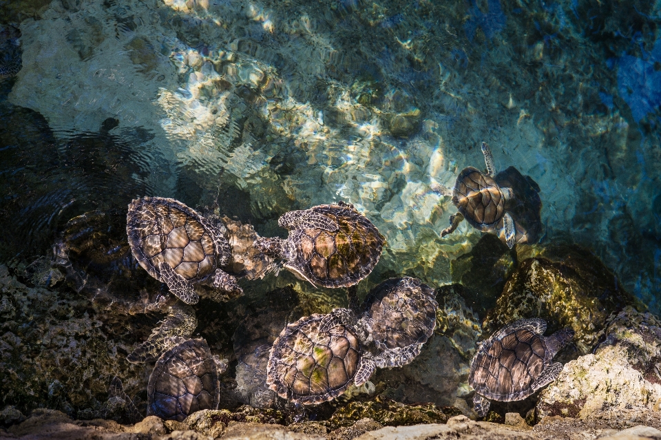 Mar agua océano fauna silvestre