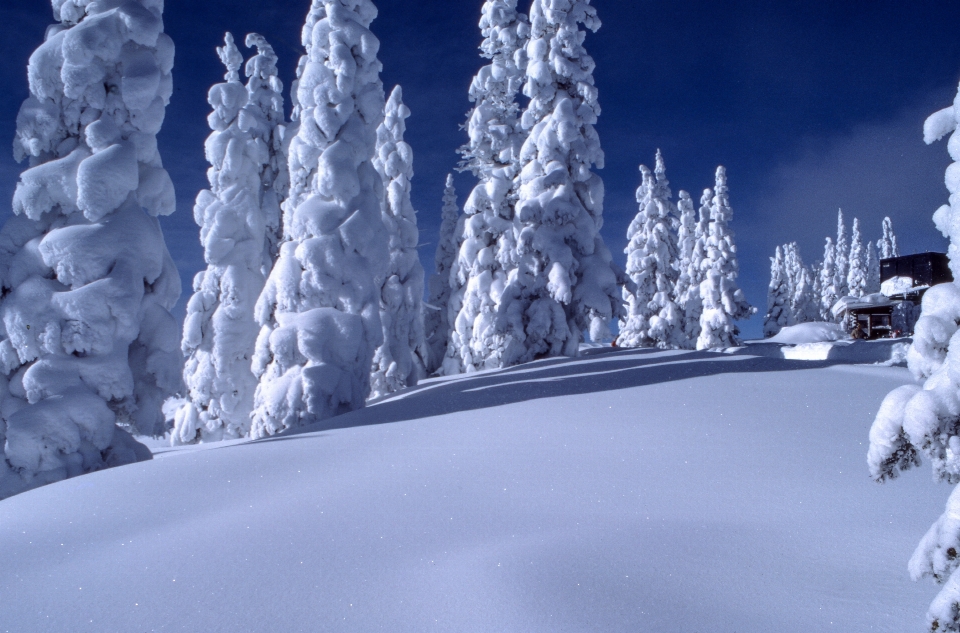 Albero foresta nevicare inverno