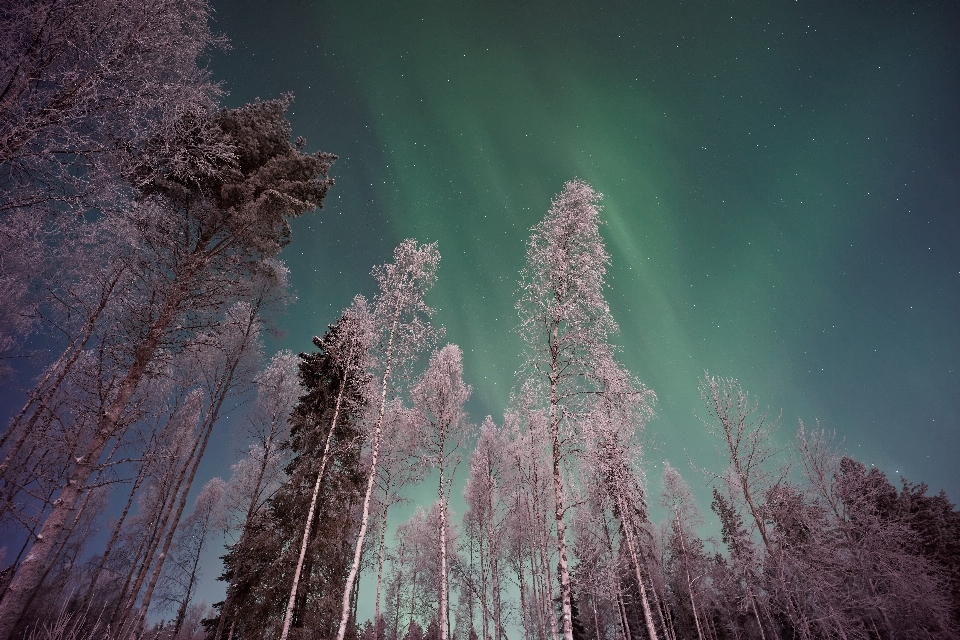 Drzewo natura noc atmosfera