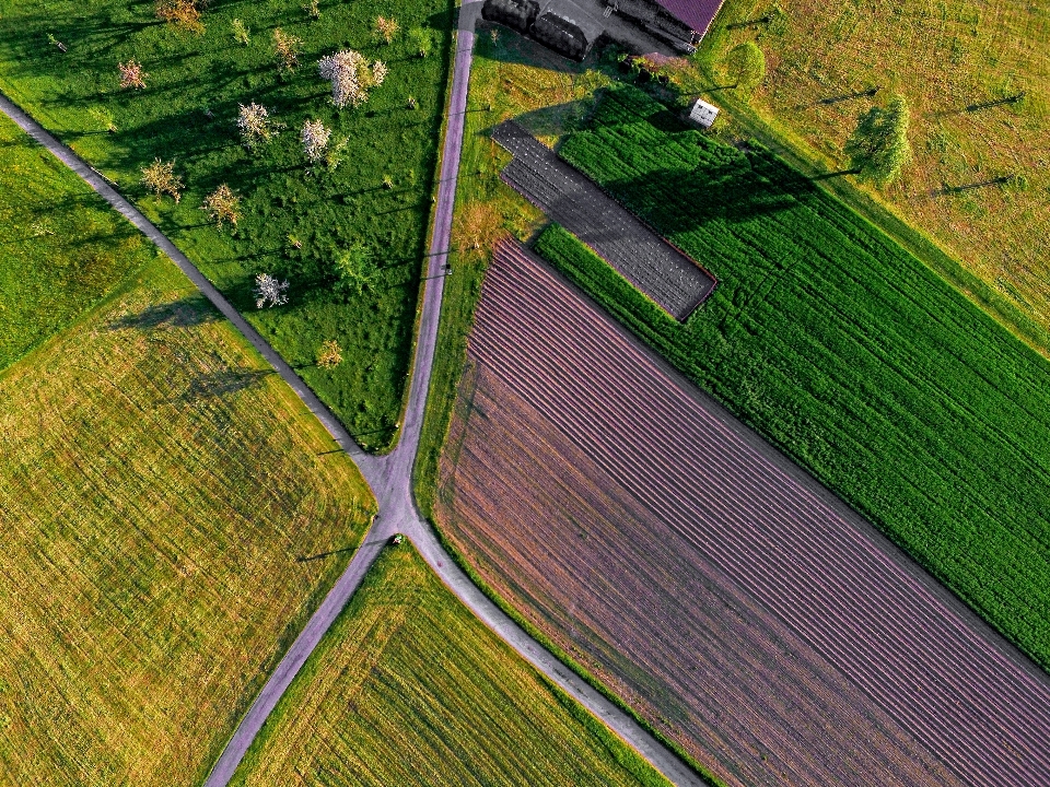 Erba pianta strada campo