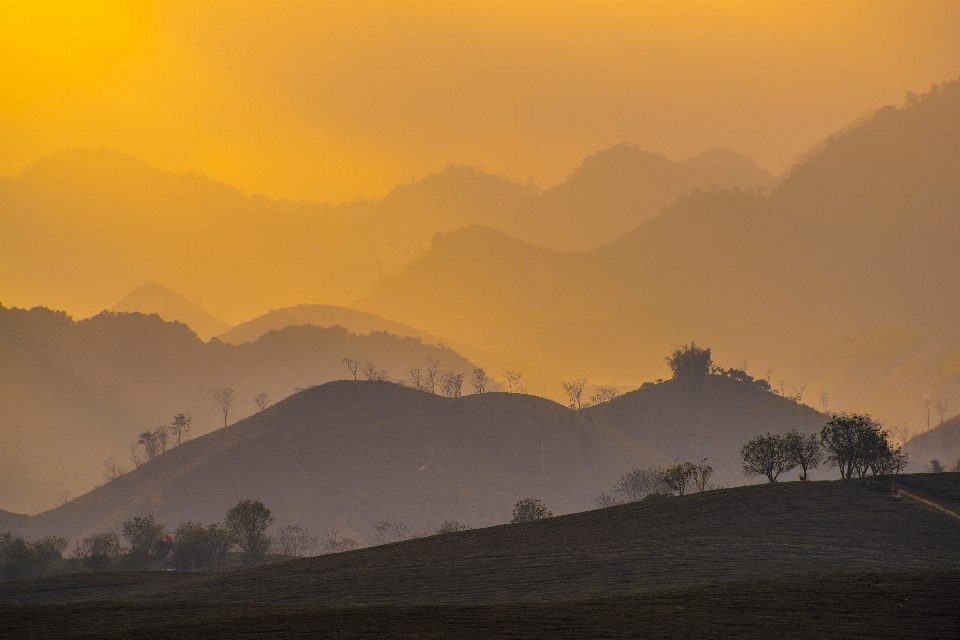 Paysage arbre horizon silhouette