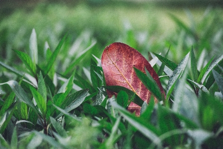 Tree nature grass branch Photo