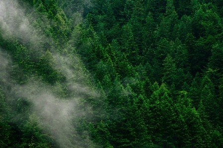 Nature habitat green vegetation Photo