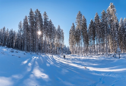 Tree forest wilderness walking Photo