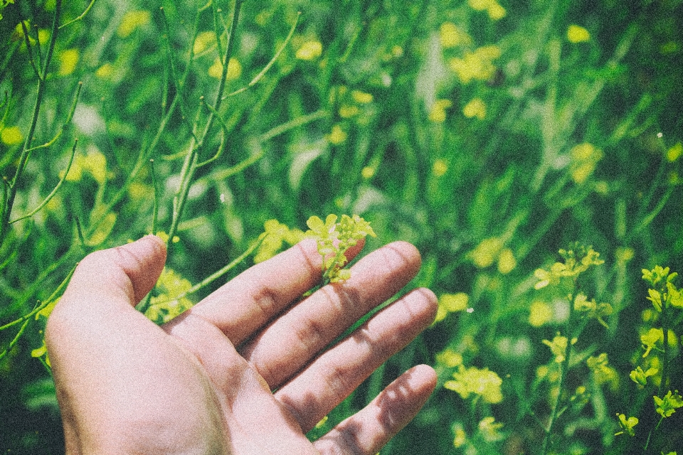 Hand baum natur wald