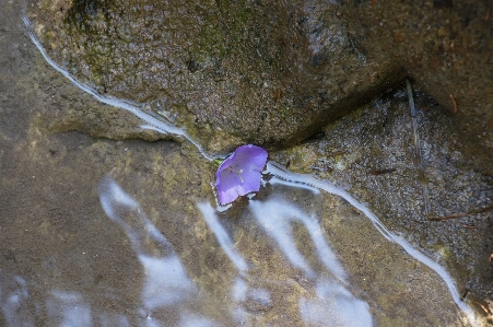 水 rock 野生動物 水中 写真