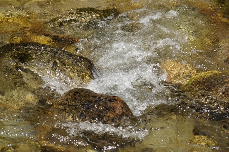 水 rock 野生動物 stream 写真