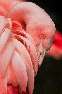 Bird wing photography flower Photo