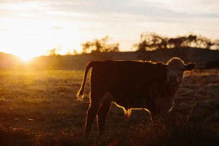 Landscape nature sunrise sunset Photo