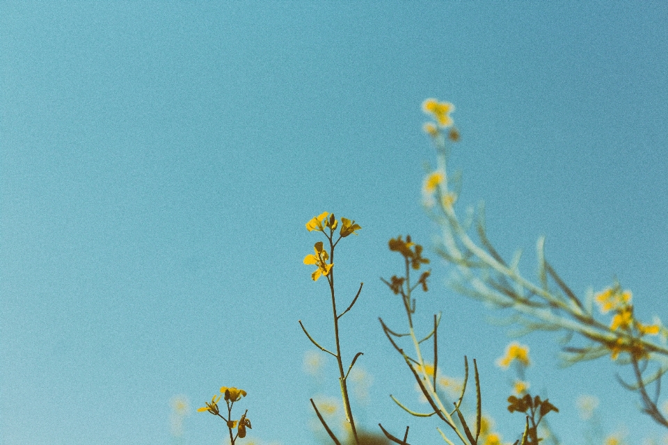 Nature branch blossom plant