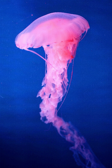 生物学 海蜇 无脊椎动物 刺胞动物
