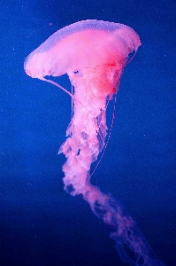 Foto Biologi ubur invertebrata cnidaria
