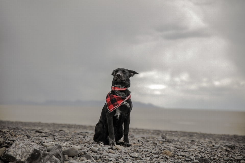 Playa mar nublado perro