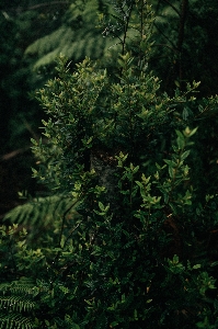 Tree forest branch plant Photo