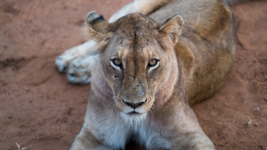 Adventure animal wildlife zoo Photo