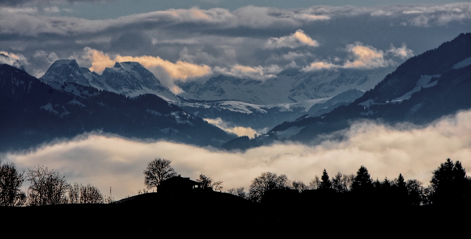 Paysage arbre nature silhouette