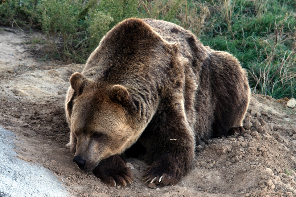 Urso animais selvagens pardo mamífero