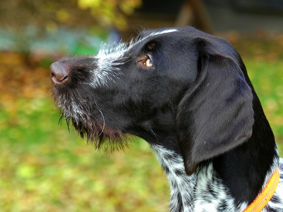 意見 子犬 犬 動物