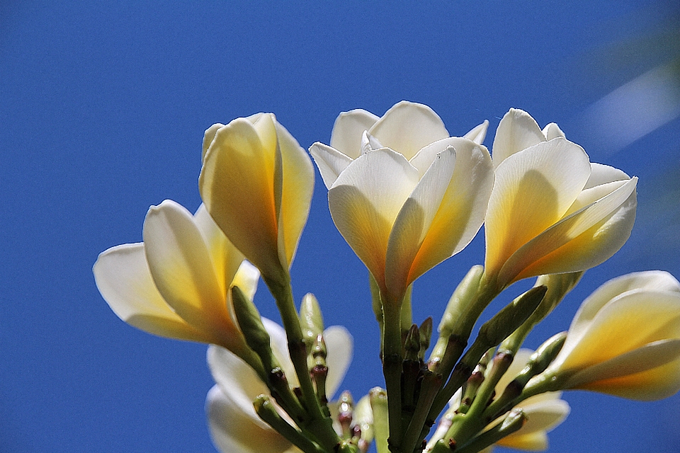 Natur blüte anlage weiss