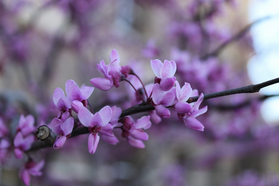 Nature extérieur bifurquer fleurir