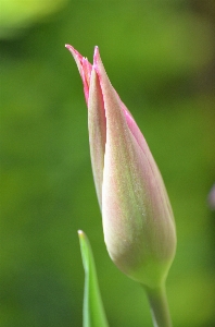 Blossom plant photography sweet Photo