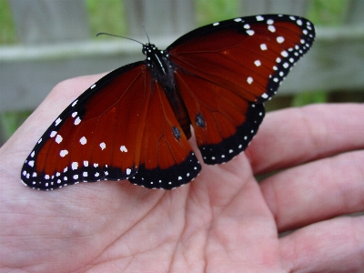 Hand wing flower petal Photo