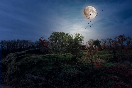 Tree nature light cloud Photo