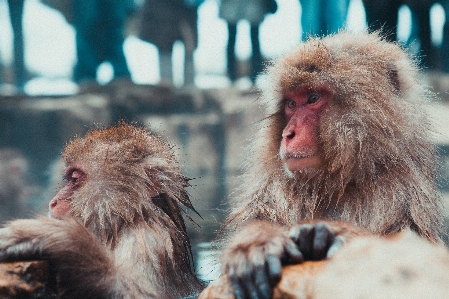 野生动物 动物园 哺乳动物 fauna 照片