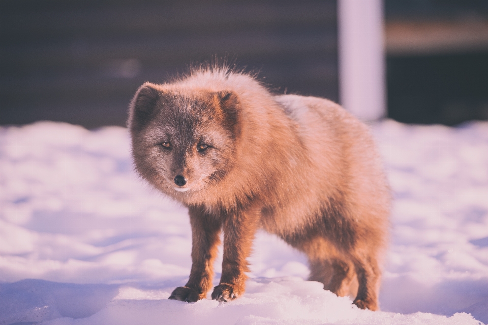 Animal faune mammifère renard