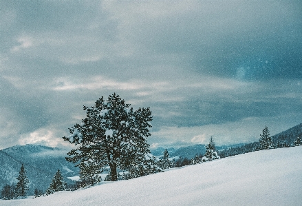 Tree nature mountain snow Photo