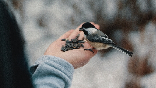 手 鳥 羽 餌 写真