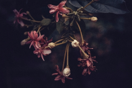 Photo Arbre bifurquer fleurir lumière