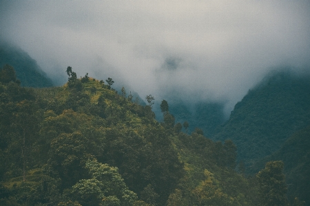 Landscape sea nature forest Photo