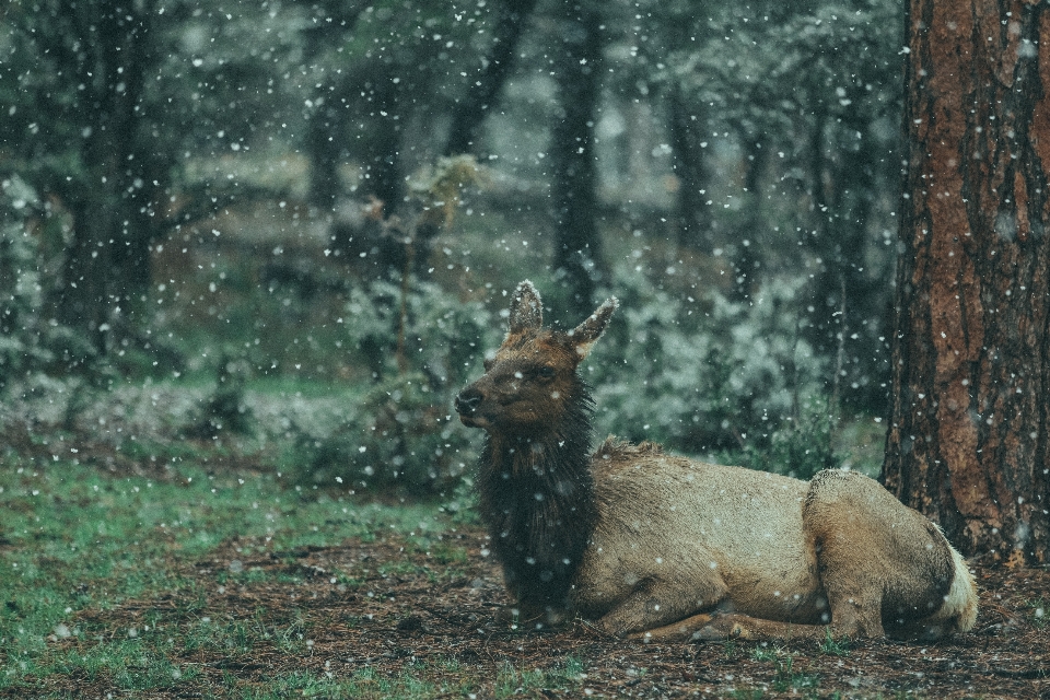 Animali selvatici cervo mammifero fauna