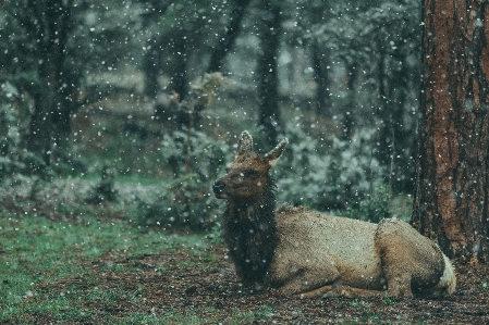 Yaban hayatı geyik memeli fauna Fotoğraf