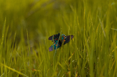 自然 草 分野 芝生 写真