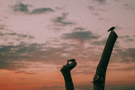 Foto Bayangan hitam burung awan langit