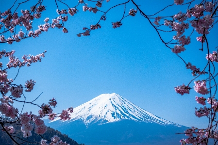 Foto Albero ramo fiore montagna