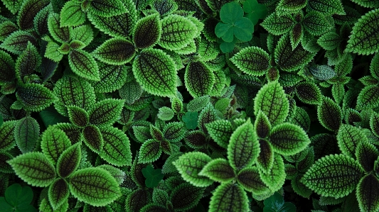 植物 干 叶子 花 照片