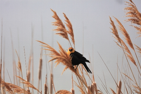 Foto Natura erba ramo uccello